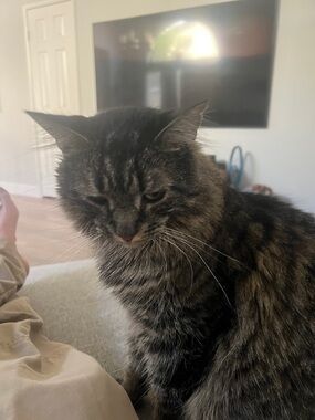 Premium Brown Tabby Cat - Pet Listing